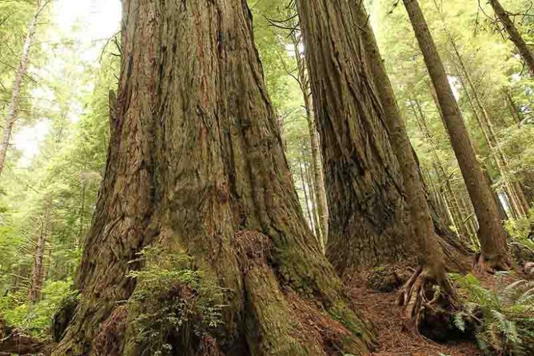 Sequoia sempervirens, Coast Redwood, Redwood, California Redwood, Coastal Sequoia, Evergreen Conifer, Attractive bark Tree