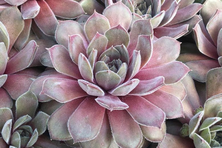 Sempervivum Silver Suede, Hens and Chicks Silver Suede, Houseleek Silver Suede, Chick Charms Series, succulent, evergreen succulent, Silver Succulent, drought tolerant perennial, drought tolerant plant