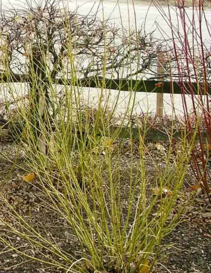 Cornus Alba Creme de Mint, Tatarian Dogwood Creme de Mint, Red-Barked Dogwood Creme de Mint, Siberian Dogwood Creme de Mint, Deciduous Shrubs, Yellow Twigs, Fall color, Winter color, shrub with berries