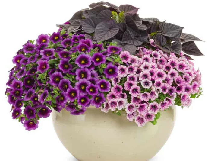 Petunia 'Supertunia Mulberry Charm', Supertunia Mulberry Charm Petunia, Mounding Petunia, Bicolor Petunia, Bicolor Flowers