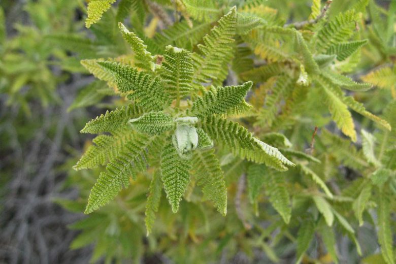 Chamaebatiaria millefolium, Desert Sweet, Fernbush, Tansy Bush, White flowers, Fragrant flowers