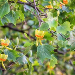 Tulip Tree, Tulip Poplar, Yellow Poplar, Liriodendron tulipifera,