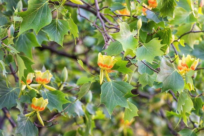 Tulip Tree, Tulip Poplar, Yellow Poplar, Liriodendron tulipifera,