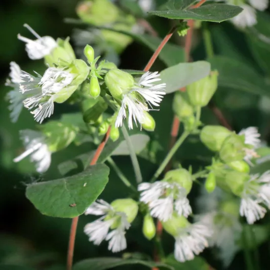 Silene stellata, Widow's Frill, Starry Campion, white flowers, Prairie Flowers
