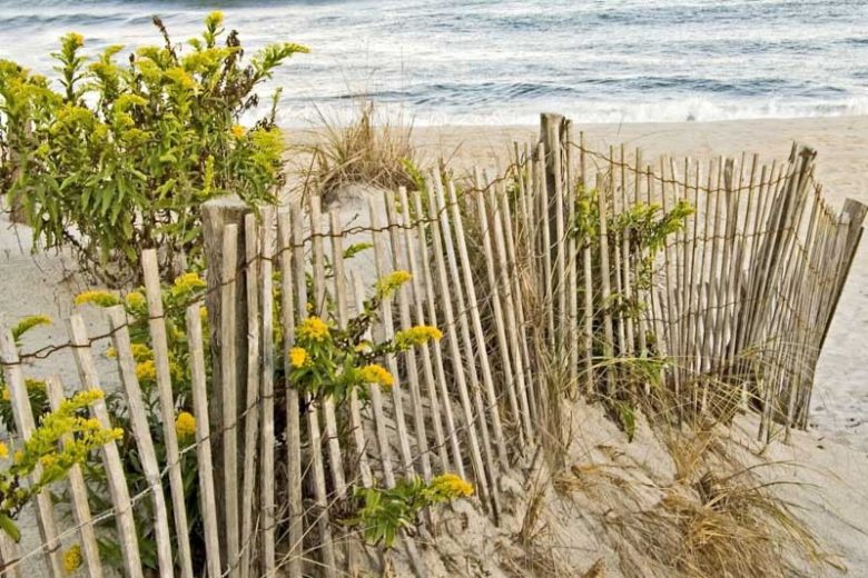 Solidago sempervirens, Seaside Goldenrod, Northern Seaside Goldenrod, Fall perennials, Fall Flowers, Yellow flowers