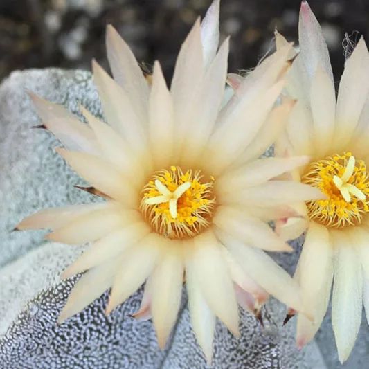 Astrophytum myriostigma, RBishop's Cap, Bishop's Miter, Bishop's Hat, Monk's Hood, Deacons Hat, Bishop's Hood, Miter Cactus, Astrophytum prismaticum, Cereus callicoche, Echinocactus myriostigma, Drought Tolerant Plants,