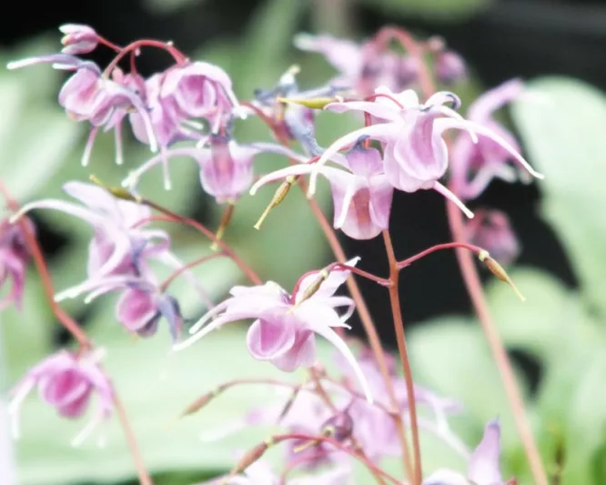 Epimedium grandiflorum 'Lilafee', Barrenwort 'Lilafee', Bishop's Hat 'Lilafee', Bishop's Mitre 'Lilafee', Fairy Wings 'Lilafee', Shade Plants, Shade Perennials, Purple Flowers, Groundcovers, Ground Cover