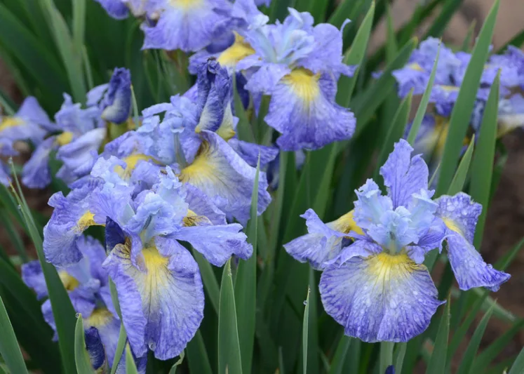 Siberian Iris Cape Cod Boys, Iris Sibirica Cape Cod Boys, Siberian flag Blueberry Fair, Blue Flowers, Blue Iris, Blue Siberian iris