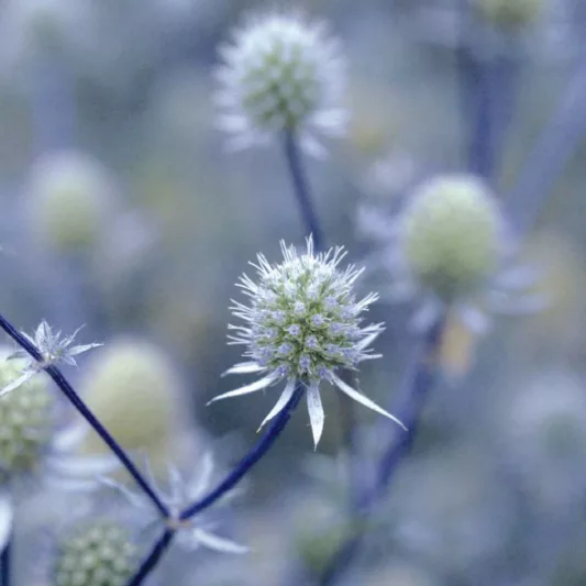 Eryngium Planum 'Blue Glitter', Blue Eryngo 'Blue Glitter', Flat Sea Holly 'Blue Glitter', Eryngium 'Blue Glitter', Sea Holly 'Blue Glitter', False Sea Holly 'Blue Glitter', Blue flowers, Blue perennials