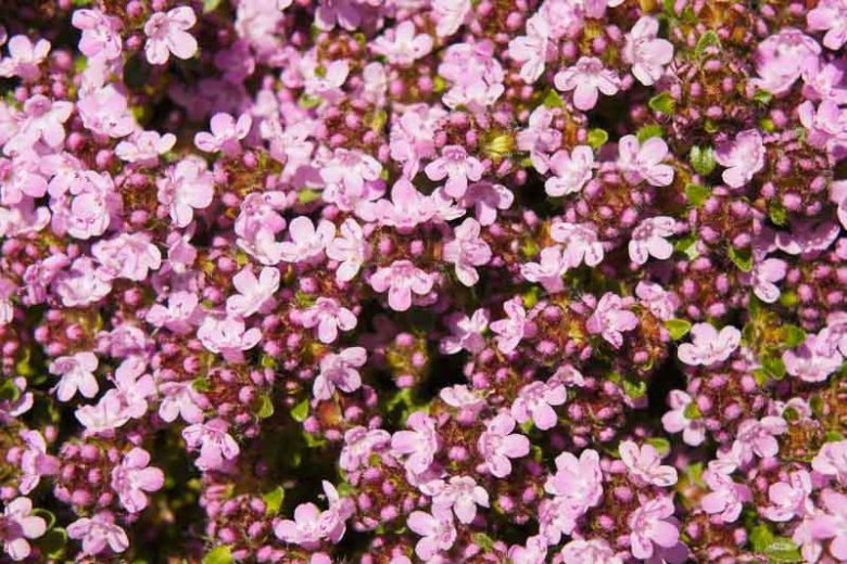 Creeping Thyme Magic Carpet, Wild Thyme Magic Carpet, Breckland Thyme Magic Carpet, Pink Thyme, Pink Groundcover, Drought tolerant perennial, seaside plant, aromatic perennial, fragrant perennial