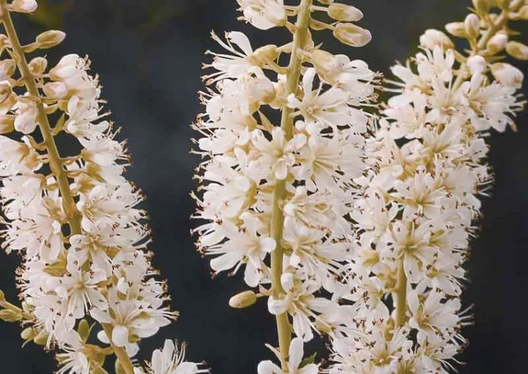 Clethra Alnifolia VANILLA SPICE,  Sweet Pepper Bush VANILLA SPICE, Sweet Pepperbush VANILLA SPICE, Summer Sweet VANILLA SPICE, Summersweet VANILLA SPICE
