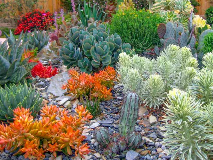 Euphorbia polygona 'Snowflake', Snowflake’ Euphorbia, gray succulent, drought tolerant plant, euphorbia horrida