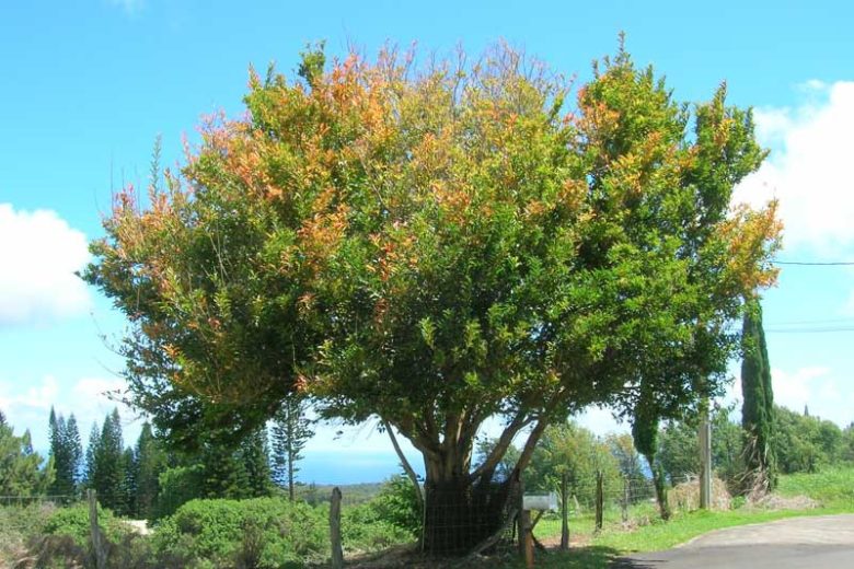 Citharexylum spinosum, Florida Fiddlewood, Spiny Fiddlewood, Florida Native Shrub, Florida Native Tree, Evergreen Shrub, Evergreen Tree