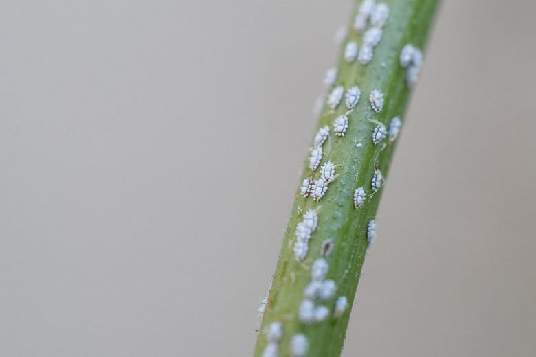Mealybug, Mealybugs