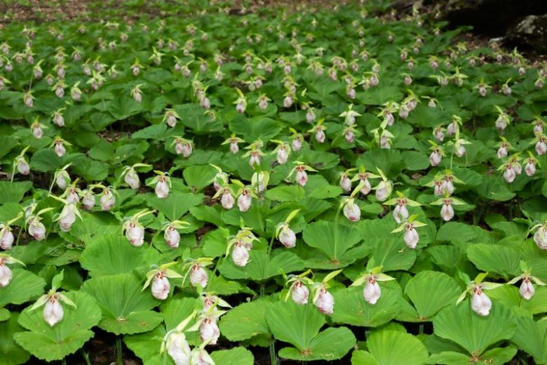 Cypripedium japonicum, Japanese Lady Slipper Orchid, Japanese Ladyslipper Orchid, Pink Flowers, Hardy Orchids