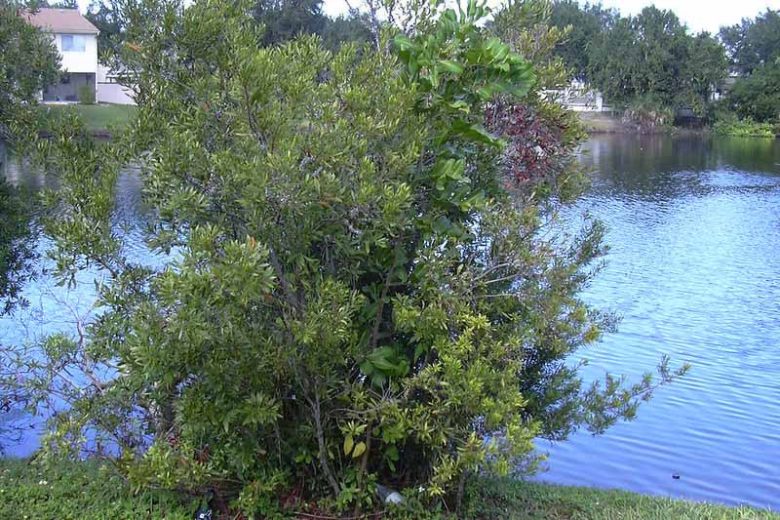 Morella cerifera, Wax Myrtle, Southern Wax Myrtle, Southern Bayberry, Eastern Bayberry, Bayberry, Candleberry, Tallow Shrub