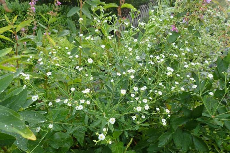 Euphorbia corollata, Flowering Spurge, White Spurge, Garden Spurge, Purging Root, Snake Milk, Tramp's Spurge, White Purslane, Wild Hippo, Wild Spurge