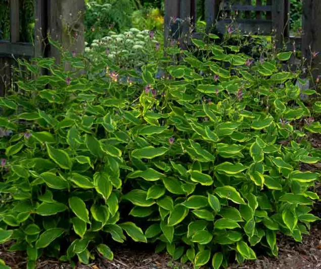 Tricyrtis Formosana 'Autumn Glow', Toad Lily 'Autumn Glow', Purple flowers, flowers for shade, Fall perennial, Shade perennial