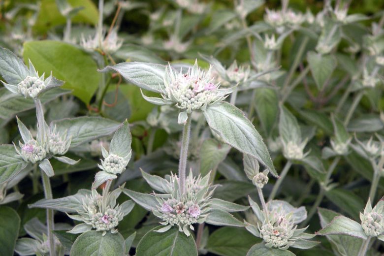 Pycnanthemum incanum, Mountain Mint, Hoary Mountain Mint, Silverleaf Mountain Mint