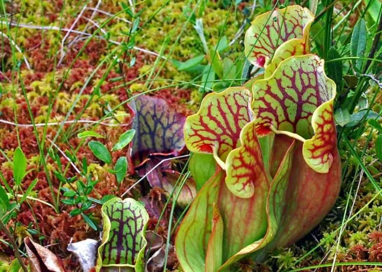 Sarracenia purpurea, Purple Pitcher Plant, Pitcher Plant, Adam's Cup, Carrion Flower, Dumb Watches, False Foxglove, Fever Cup, Fly Trap, Huntsman's Cup, Huntsman's Horn, Indian Cup, Carnivorous Flowers,