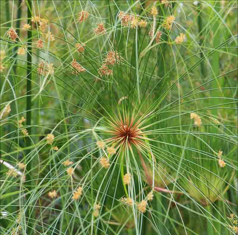 Cyperus, Papyrus, Umbrella Plant, Cyperus involucratus, Cyperus papyrus, Papyrus Sedges, FlatSedges, NutSedges, Umbrella Sedges, Galingales, Pond plants, Aquatic Plants
