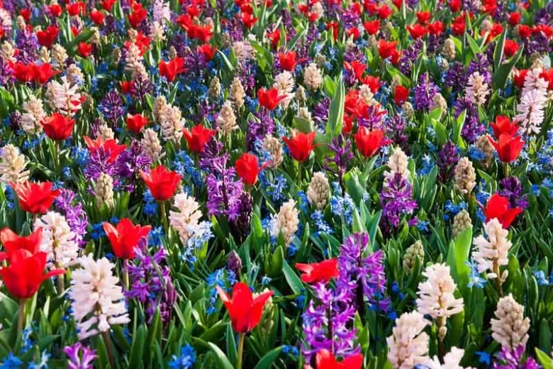 Hyacinthus Orientalis 'Purple Sensation', Hyacinth 'Purple Sensation', Dutch Hyacinth, Hyacinthus Orientalis, Common Hyacinth, Spring Bulbs, Spring Flowers, purple hyacinth, purple flower