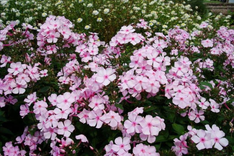 Phlox paniculata Thai Pink Jade, Border Phlox Thai Pink Jade, Fall Phlox Thai Pink Jade, Garden Phlox Thai Pink Jade, Perennial Phlox  Thai Pink Jade, Summer Phlox Thai Pink Jade, Pink Garden Phlox, Pink Phlox