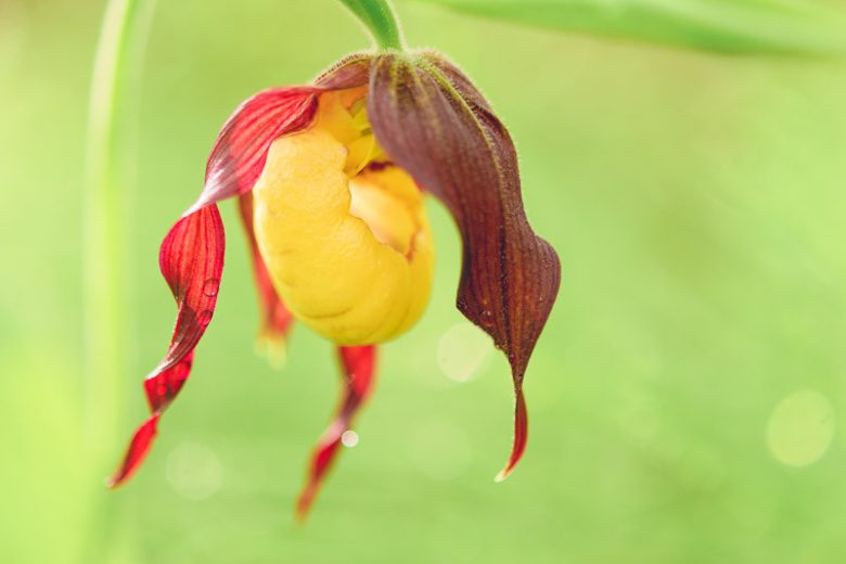 Cypripedium parviflorum var. pubescens, Yellow Lady's Slipper, Cypripedium pubescens, Cypripedium calceolus var. pubescens, Cypripedium luteum, Cypripedium pubescens, Yellow Flowers, Yellow Orchids