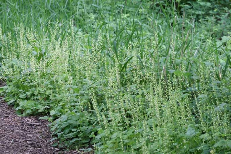 Tellima grandiflora, Bigflower Tellima, Fragrant Fringecup, Fringe Cups, Tellima breviflora, Foliage plant, Fragrant Perennial