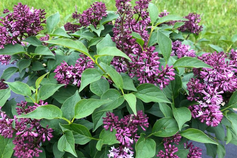 Syringa Baby Kim, Baby Kim Lilac , Lilac, Lilacs, Lilac Bush, Dwarf Lilac,