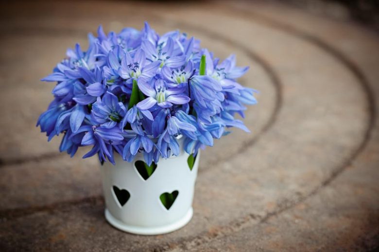 Scilla Bifolia, Alpine Squill, Early Spring Squill, Two-Leaved Squill, Spring Bulbs, Spring Flowers, Blue Flowers, Blue Spring Flowers