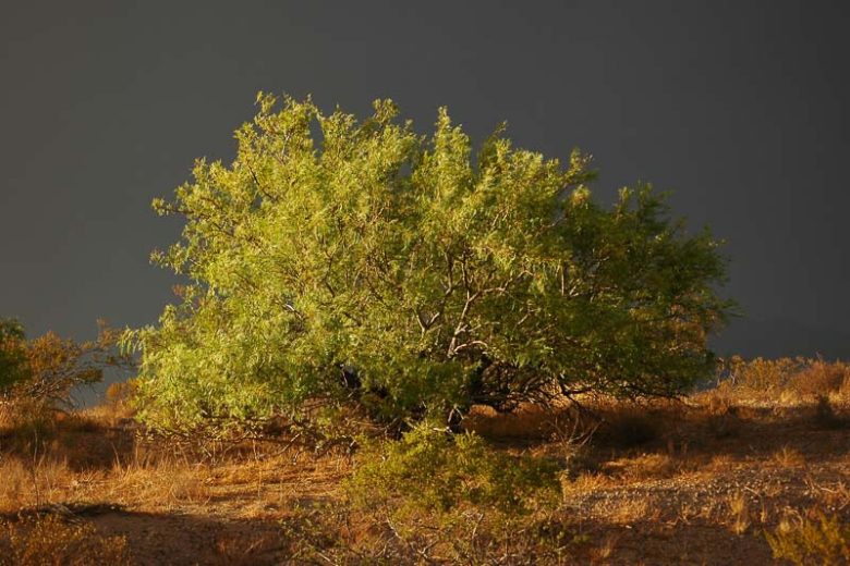 Prosopis glandulosa, Honey Mesquite, Glandular Mesquite, Algarroba