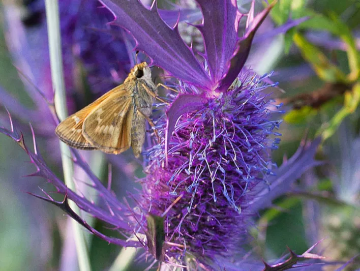 Eryngium leavenworthii, Leavenworth's Eryngo, Eryngo, False Purple Thistle, Purple flowers, Purple perennials
