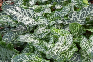 Arum, Arum maculatum, cuckoopint, Italian arum , Arum italica, Shade Plants, Solomon’s lily, Arum palaestinum