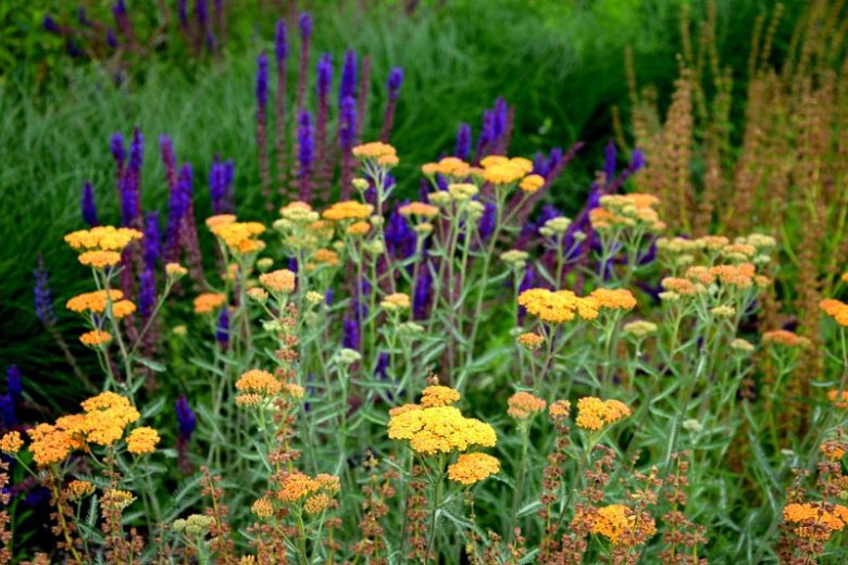 Achillea Desert Eve Terracotta, Desert Eve Terracotta Yarrow, Achillea 'Dester', Desert Eve Series, yarrow plant, yarrow flower, summer perennial, drought tolerant perennial, orange flowers, terracotta flowers