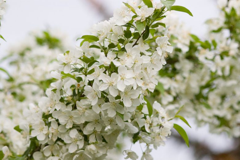 Malus 'Snowdrift', Crabapple 'Snowdrift', Crab Apple 'Snowdrift', Fragrant Tree, Red fruit, red berries, Winter fruits, White flowers,