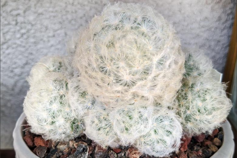 Mammillaria plumosa, Feather Cactus, Chilita plumosa, Ebnerella plumosa, Escobariopsis plumosa, Neomammillaria plumosa, Small Succulent, Small Cactus