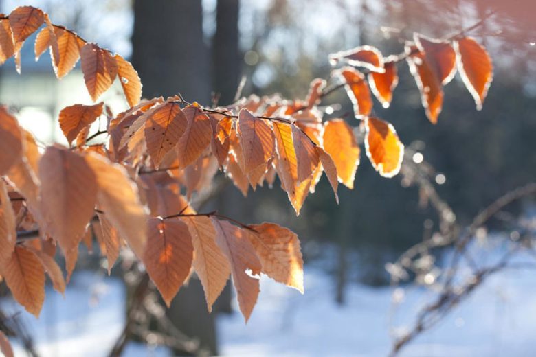Fagus grandifolia, American Beech, Purple Beech, White Beech, Red Beech, Ridge Beech, Beechnut Tree, Deciduous Tree, Fall Color