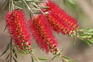 Melaleuca, Paperbark, Honey-Myrtle, Tea-tree, Calistemon