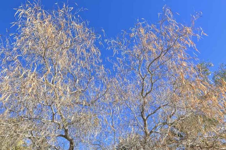Chilopsis linearis, Desert Willow, Flowering-Willow, Willowleaf Catalpa, Desert Catalpa, Flor de Mimbre, Mimbre, Bow Willow, False-Willow, Jano, Catalpa-willow, Pink Flowers, Drought tolerant tree