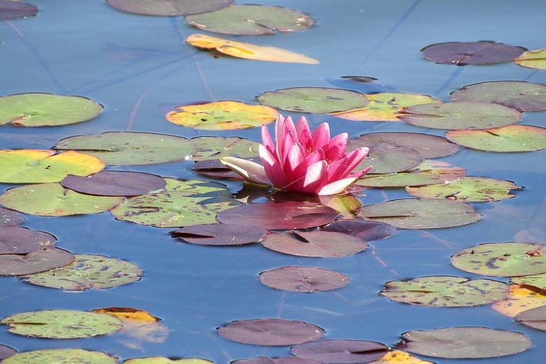 Nymphaea Conqueror, Waterlily 'Conqueror', Water Lily 'Conqueror', Hardy Nymphaea, Hardy Waterlily, Hardy Water Lily, Red Waterlily, Red Water Lily