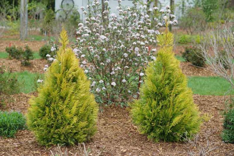 Thuja plicata 'Fluffy', Fluffy Western Arborvitae, Western Red Cedar 'Fluffy', British Columbia Cedar 'Fluffy', Californian White Cedar 'Fluffy', Giant Arbovitae 'Fluffy', Nootka Sound arbovitae 'Fluffy'