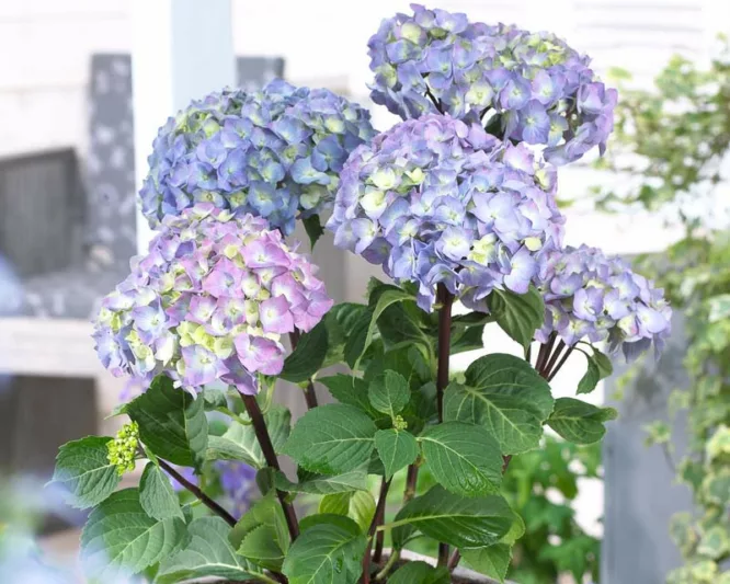Hydrangea Macrophylla Onyx™ Peacock, Onyx™ Peacock Hydrangea, Bigleaf Hydrangea Onyx™ Peacock, Mophead Hydrangea Onyx™ Peacock, Pink hydrangea, Blue hydrangea,Purple hydrangea