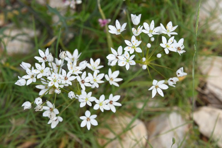 Allium Neapolitanum, White Allium, Allium Cowanii, Naples Garlic, Ornamental Garlic, Bride's onion, Daffodil Garlic, Spring Bulbs, Spring Flowers, White Flowering Onion, White Onions, Late Spring Bloom, Early Summer Bloom
