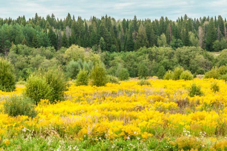Solidago gigantea, Giant Goldenrod, Smooth Goldenrod, Tall Goldenrod, Late Goldenrod, Early Goldenrod, Fall perennials, Fall Flowers, Yellow flowers