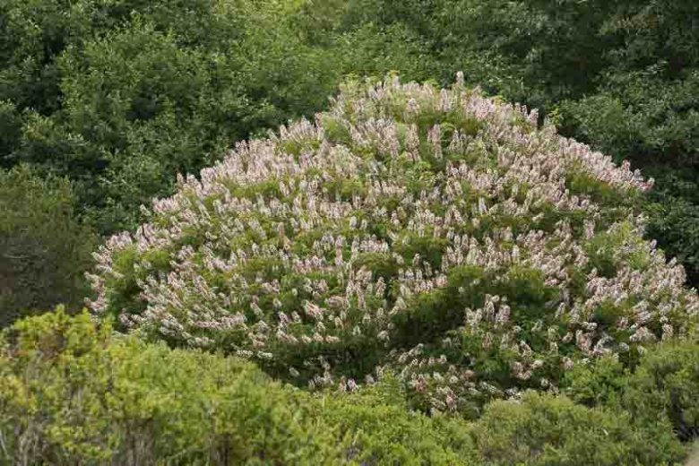 Aesculus californica, California Buckeye, White Flowers, Chestnut