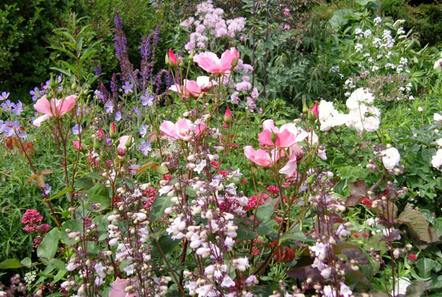 rosa glauca, redleaf rose