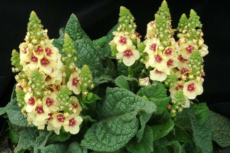 Verbascum 'Dark Eyes', Dark Eyes Mullein, Yellow flowers, Architectural plants, Vertical Plants, Deer Tolerant perennials,