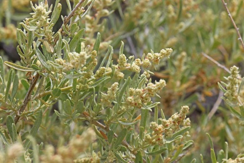 Atriplex canescens, Chamiso, Four-Wing Saltbush, Wing-Scale, Chamise, Chamize, White Greasewood, Saltsage, Fourwing Shadscale, Bushy Atriplex