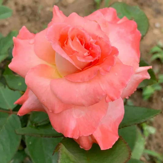 Rosa 'Shreveport', Rose 'Shreveport', Rosa 'Helen de Waal', Rosa 'Korpesch', Rosa 'KORpesh', Grandiflora Roses, Shrub Roses, Grandiflora Roses, Shrub Roses, Orange roses, Shrub roses